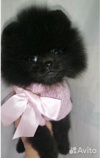 Шпицы малыши