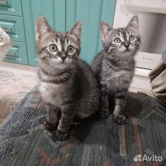 Котята в добрые руки бесплатно