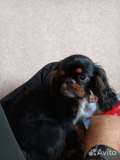 Кинг чарльз спаниель