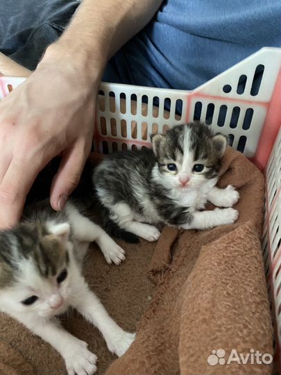 Отдам в добрые руки котят