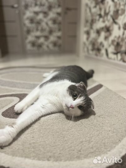 Шотландский вислоухий кот