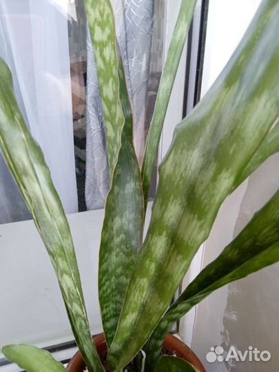 Сансевиерия