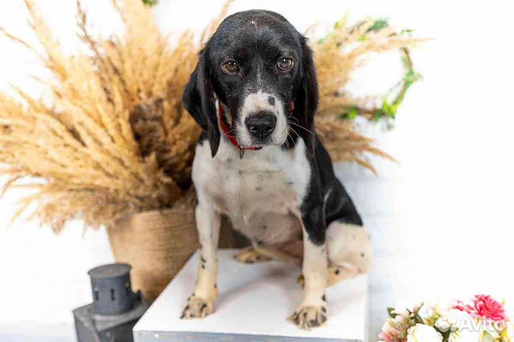 Собака бигль