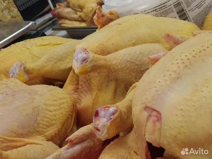 Куры домашние