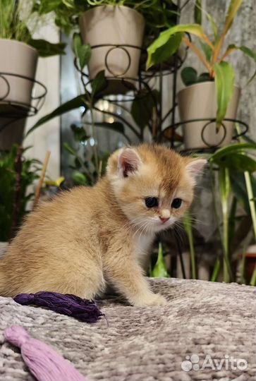 Британские котята