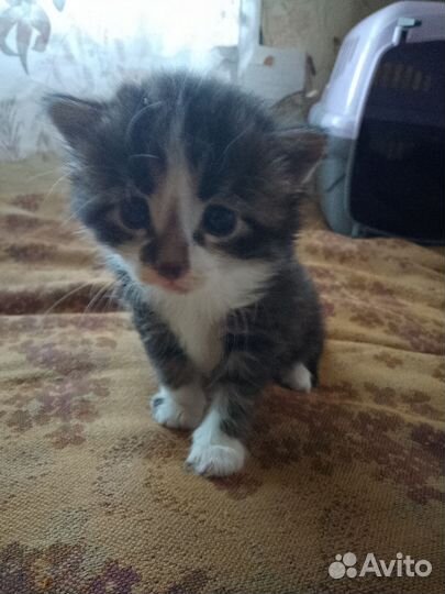 Котята