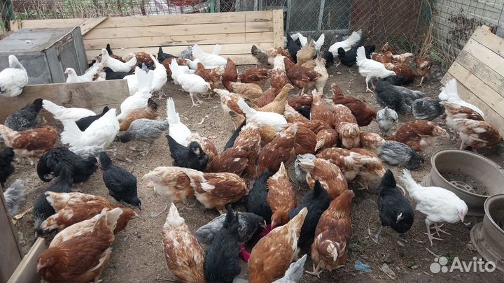 Куры молодки несушки