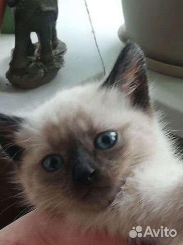 Котики тайские возраст 2 месяце объявление продам