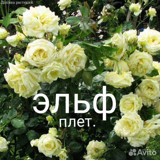 Розы и садовые цветы