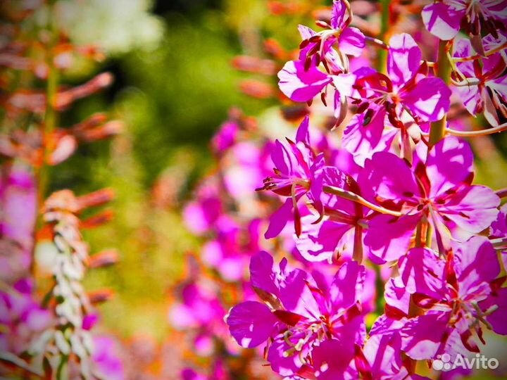 Иван-чай 1кг традиционный, экологически чистый