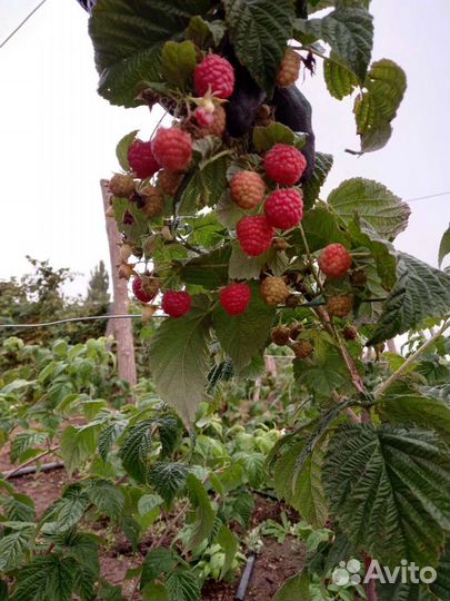 Саженцы малины Зюгана, Жозефина, Джоан Джей и т.д