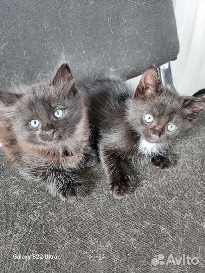 Котята в добрые руки бесплатно