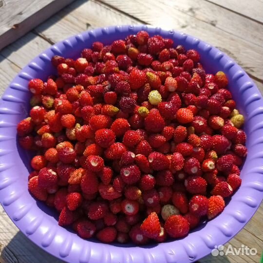 Ремонтантная земляника