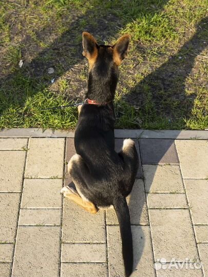 Собака парень