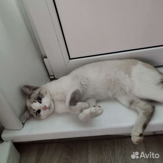 Котик