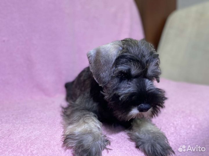 Цвергшнауцер щенок