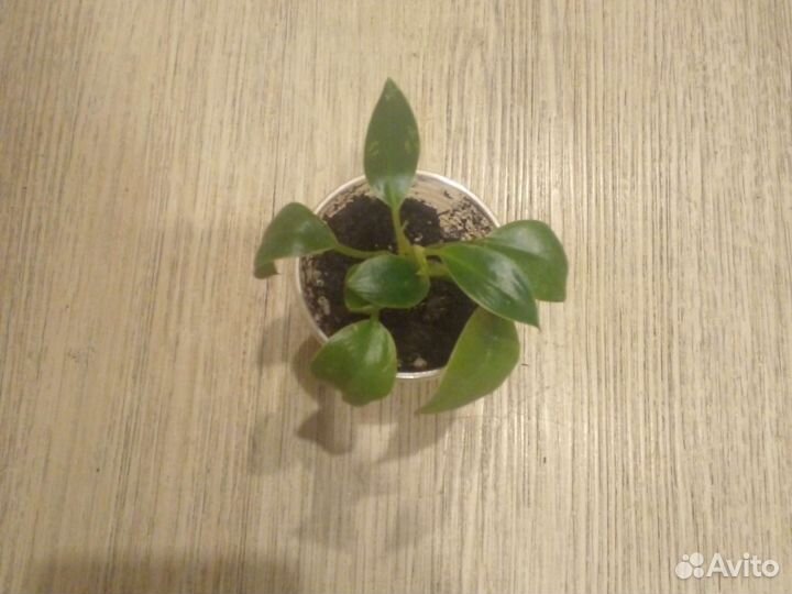 Филодендрон биркин