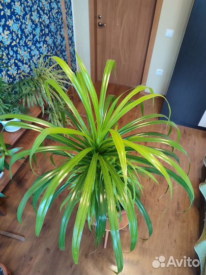 Панданус (Pandanus)