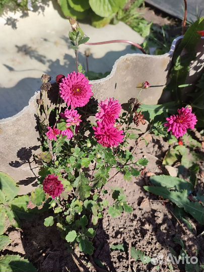 Хризантема