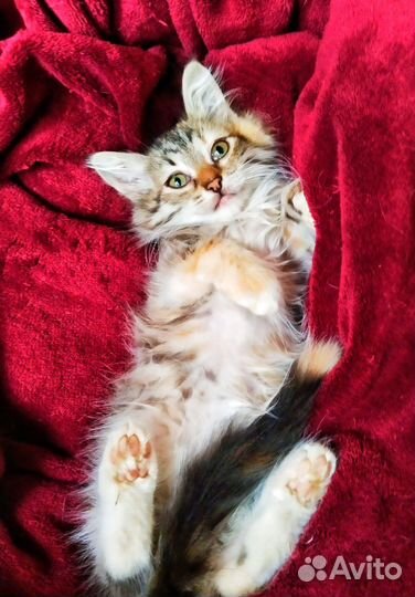 Котята в дар