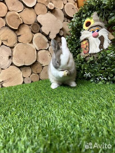 Самый большой выбор карликовых кроликов