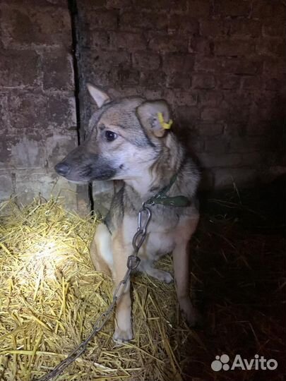 Собака стерил дев,время содержания в отлове вышло