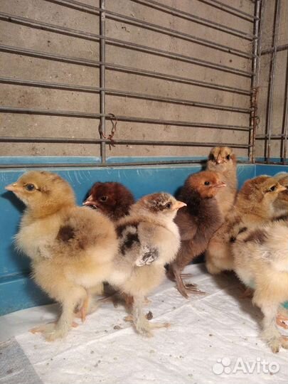 Цыплята орпингтон золото