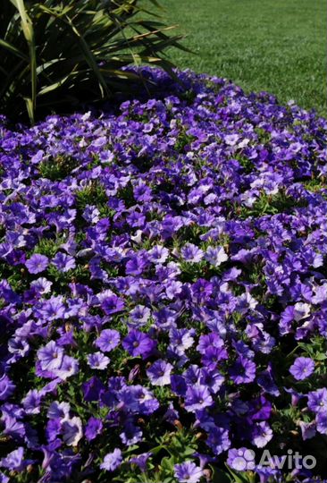 Рассада петунии от фирмы партнёр