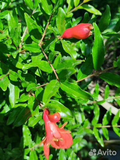 Аглаонемы-5 сортов,обмен возможен.Комнатные раст