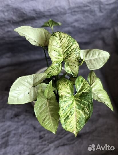 Сингониум взрослое растение