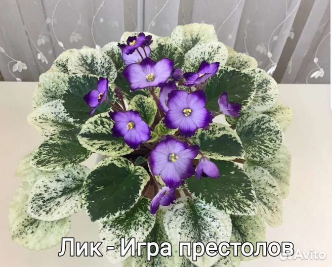 Фиалка сортовве