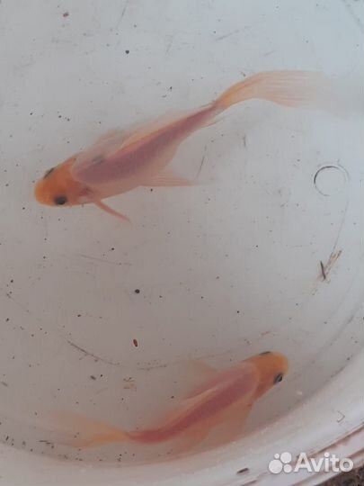 Мальки кометы