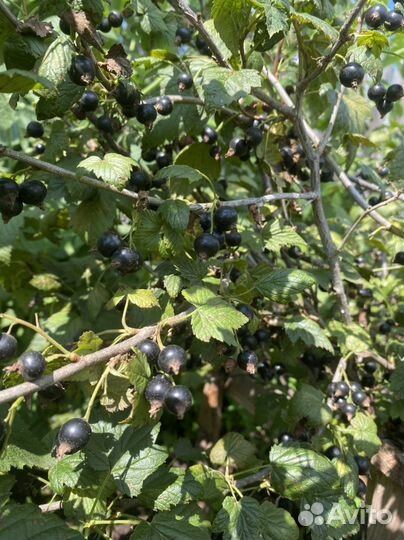 Черная смородина