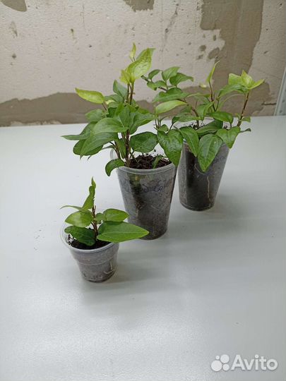 Плющ Hedera helix scutifolia