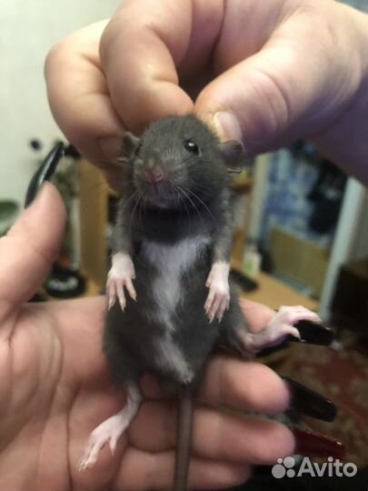 Крыски малыши Дамбо