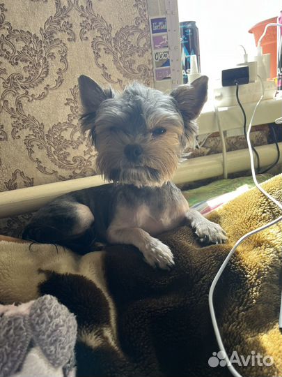 Йоркширский терьер вязка мальчик