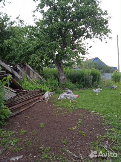 Молодые петушки