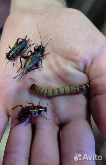 Кормовые насекомые, сверчок, зофобас, туркменский