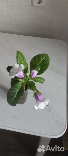 Глоксиния цветущая