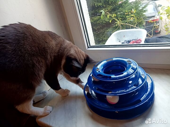 Миски и игрушки для кота/кошки