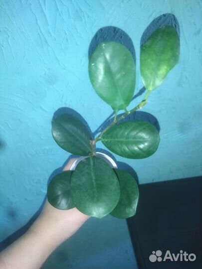 Фикус микрокарпа мокламе