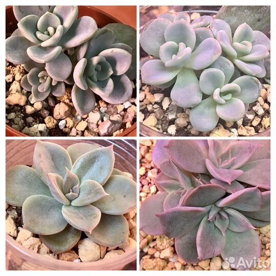 Суккуленты-2 Эхеверия Граптоверия