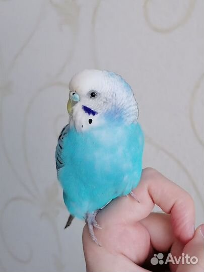 Ручной волнистый попугай с клеткой