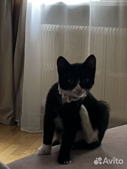 Котята в добрые руки бесплатно