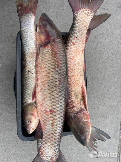 Свежая рыба в Новороссийске