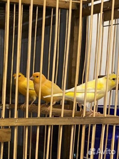 Канарейки девочки