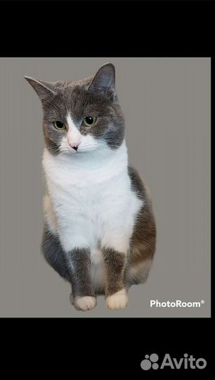 Кошка Сакура 9 месяцев, стерелизованна реализованн