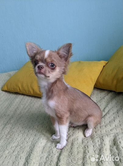 Девочка чихуахуа