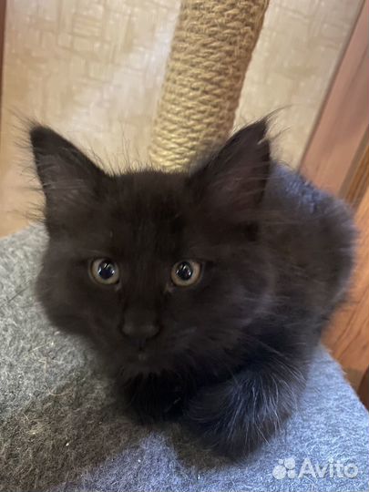 Котятки в добрые руки