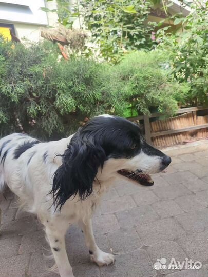 Собаки в дар бесплатно